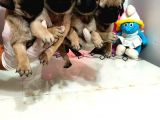 Erkek Dişi Pug Mops Gül Kuyruk Aşılı Karneli