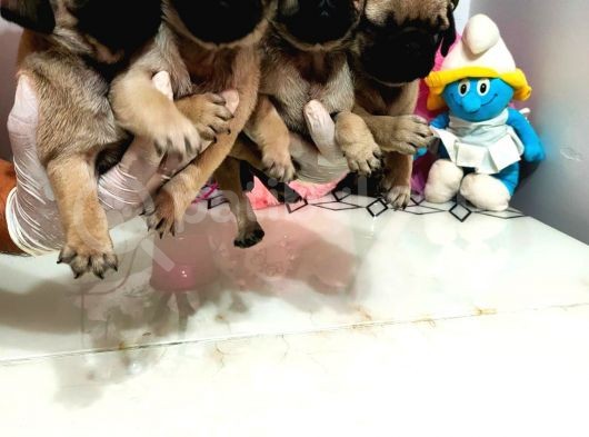 Erkek Dişi Pug Mops Gül Kuyruk Aşılı Karneli görsel