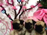 Erkek Dişi Pug Mops Gül Kuyruk Aşılı Karneli