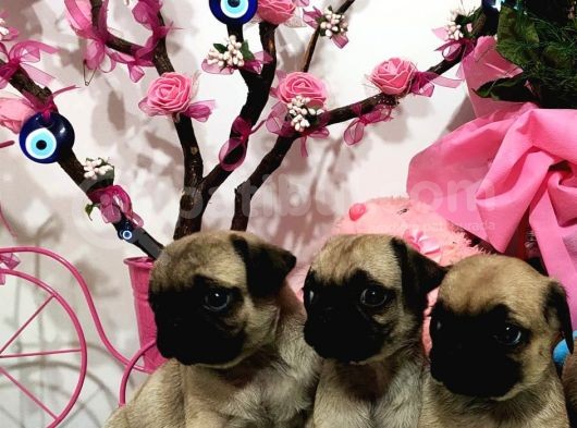 Erkek Dişi Pug Mops Gül Kuyruk Aşılı Karneli görsel