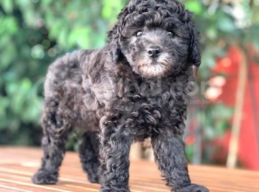 Silver Toy Poodle Yavrular görsel