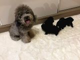 Silver Toy Poodle Yavrular
