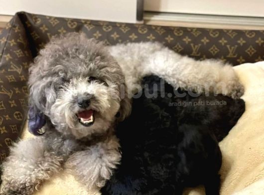 Silver Toy Poodle Yavrular