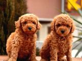 Toy Poodle Yavrular