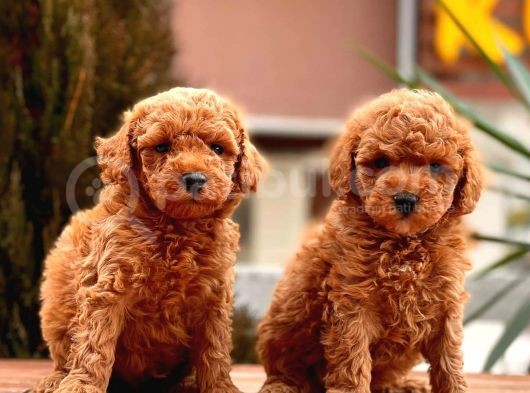 Toy Poodle Yavrular görsel