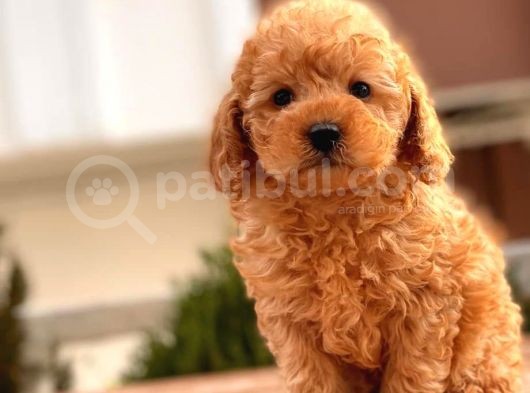 Toy Poodle Yavrular görsel