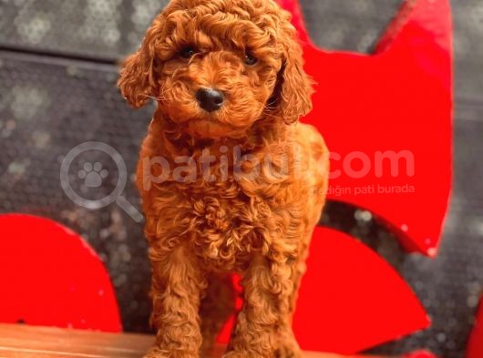 Toy Poodle Yavrular görsel