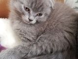 2 Aylık Scottish Fold Erkek Kardeşler