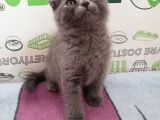 2 Aylık Scottish Fold Erkek Kardeşler