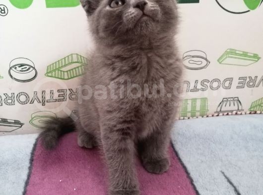 2 Aylık Scottish Fold Erkek Kardeşler görsel
