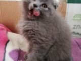 2 Aylık Scottish Fold Erkek Kardeşler