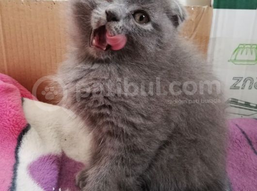2 Aylık Scottish Fold Erkek Kardeşler görsel
