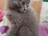 2 Aylık Scottish Fold Erkek Kardeşler