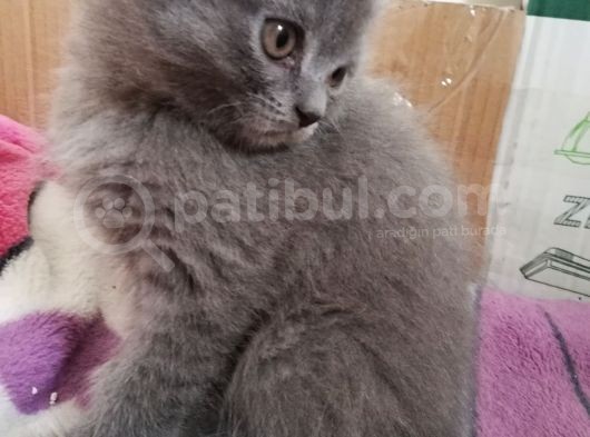 2 Aylık Scottish Fold Erkek Kardeşler görsel