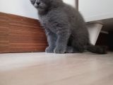 2 Aylık Scottish Fold Erkek Kardeşler
