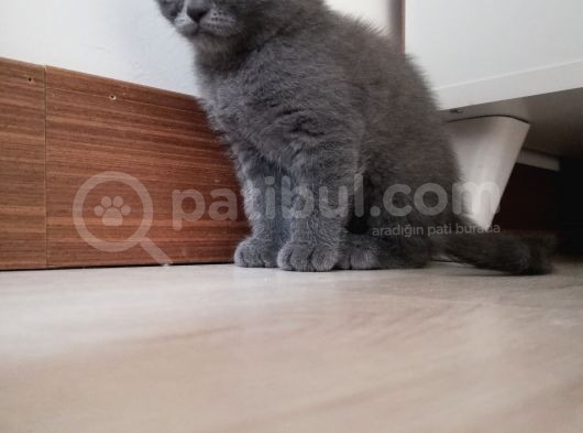 2 Aylık Scottish Fold Erkek Kardeşler görsel
