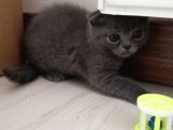 2 Aylık Scottish Fold Erkek Kardeşler