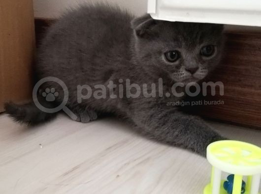2 Aylık Scottish Fold Erkek Kardeşler görsel