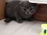 2 Aylık Scottish Fold Erkek Kardeşler