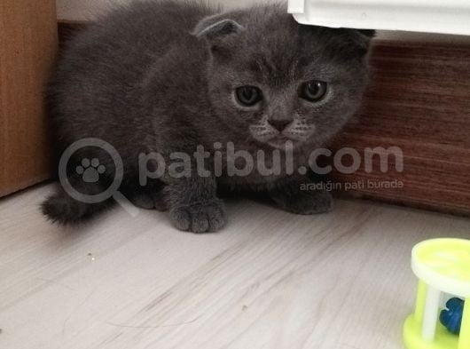 2 Aylık Scottish Fold Erkek Kardeşler