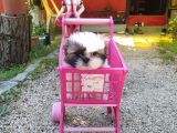 Shih-Tzu Yavruları
