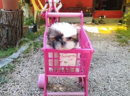 Shih-Tzu Yavruları görsel