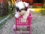Shih-Tzu Yavruları