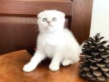 Ns1133 Silver Point