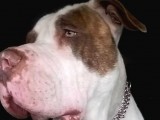 Evcil Pitbull