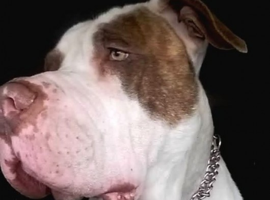 Evcil Pitbull görsel