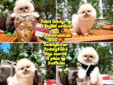 0,75 Mikro burun Ödül Adayı Safkan Boo Pomeranian