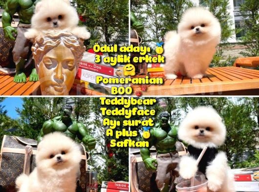 0,75 Mikro Burun Ödül Adayı Safkan Boo Pomeranian