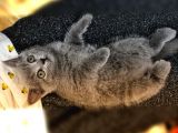 British Shorthair Yavrularımıza Yuva Arıyoruz