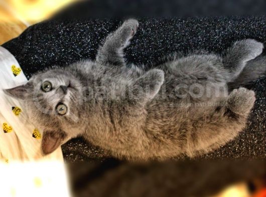 British Shorthair Yavrularımıza Yuva Arıyoruz görsel