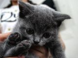 British Shorthair Yavrularımıza Yuva Arıyoruz