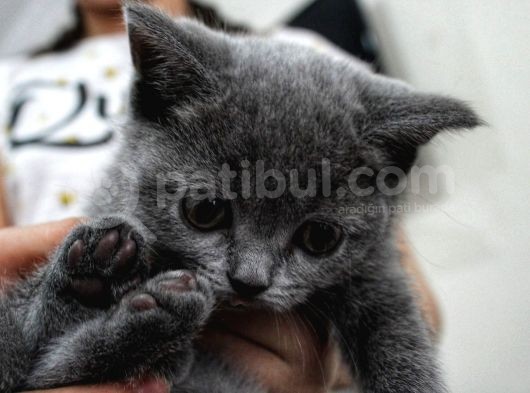 British Shorthair Yavrularımıza Yuva Arıyoruz görsel