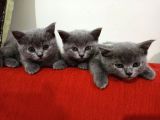 British Shorthair Yavrularımıza Yuva Arıyoruz