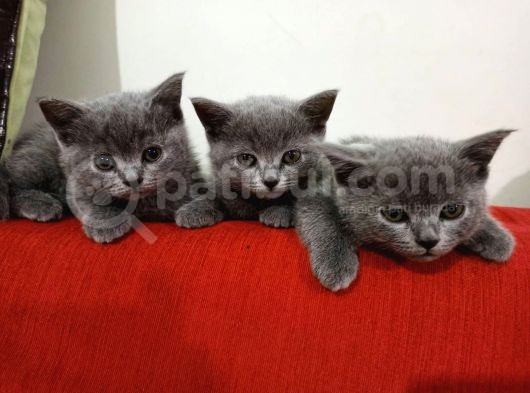 British Shorthair Yavrularımıza Yuva Arıyoruz