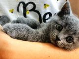 British Shorthair Yavrularımıza Yuva Arıyoruz