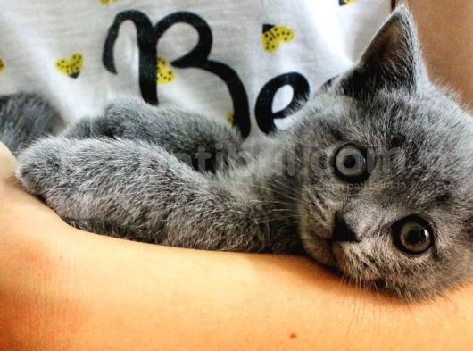 British Shorthair Yavrularımıza Yuva Arıyoruz görsel