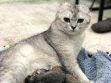 Scottish Fold Dişi