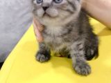 Scottish Fold Dişi
