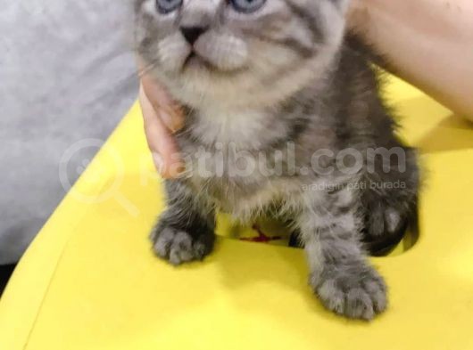 Scottish Fold Dişi görsel