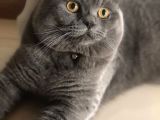 Scottish Fold Dişi