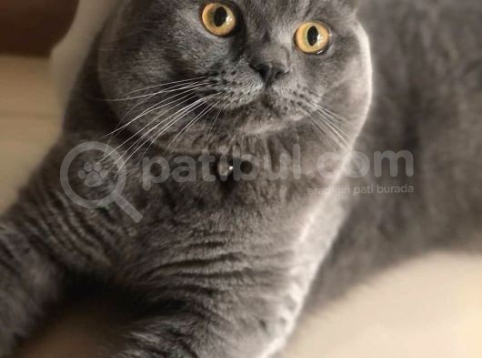 Scottish Fold Dişi görsel