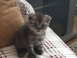 Scottish Fold Dişi
