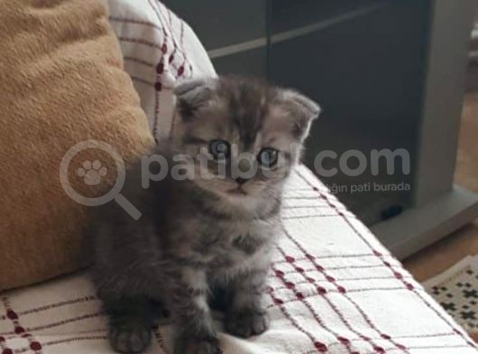 Scottish Fold Dişi