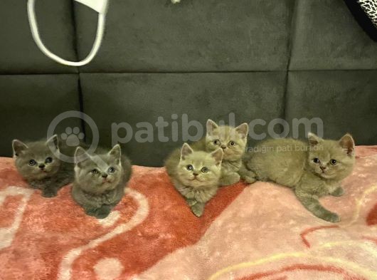 Sevimli Bebeklerimiz Yeni Yuvalarını Arıyor görsel