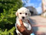 Dişi Ve Erkek Mevcut Maltese Terrier