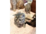 British Shorthair Orijinal